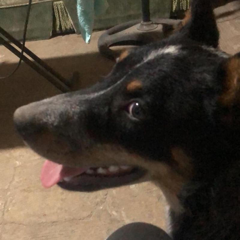 Rambo